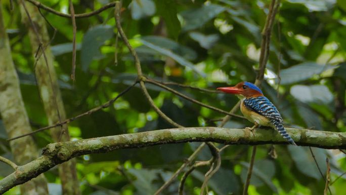 热带雨林中食翠鸟的带状昆虫。