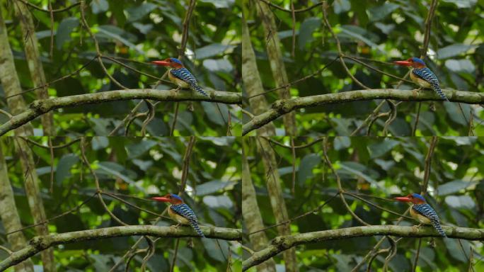 热带雨林中食翠鸟的带状昆虫。