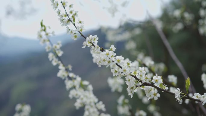 阳春三月李花盛开