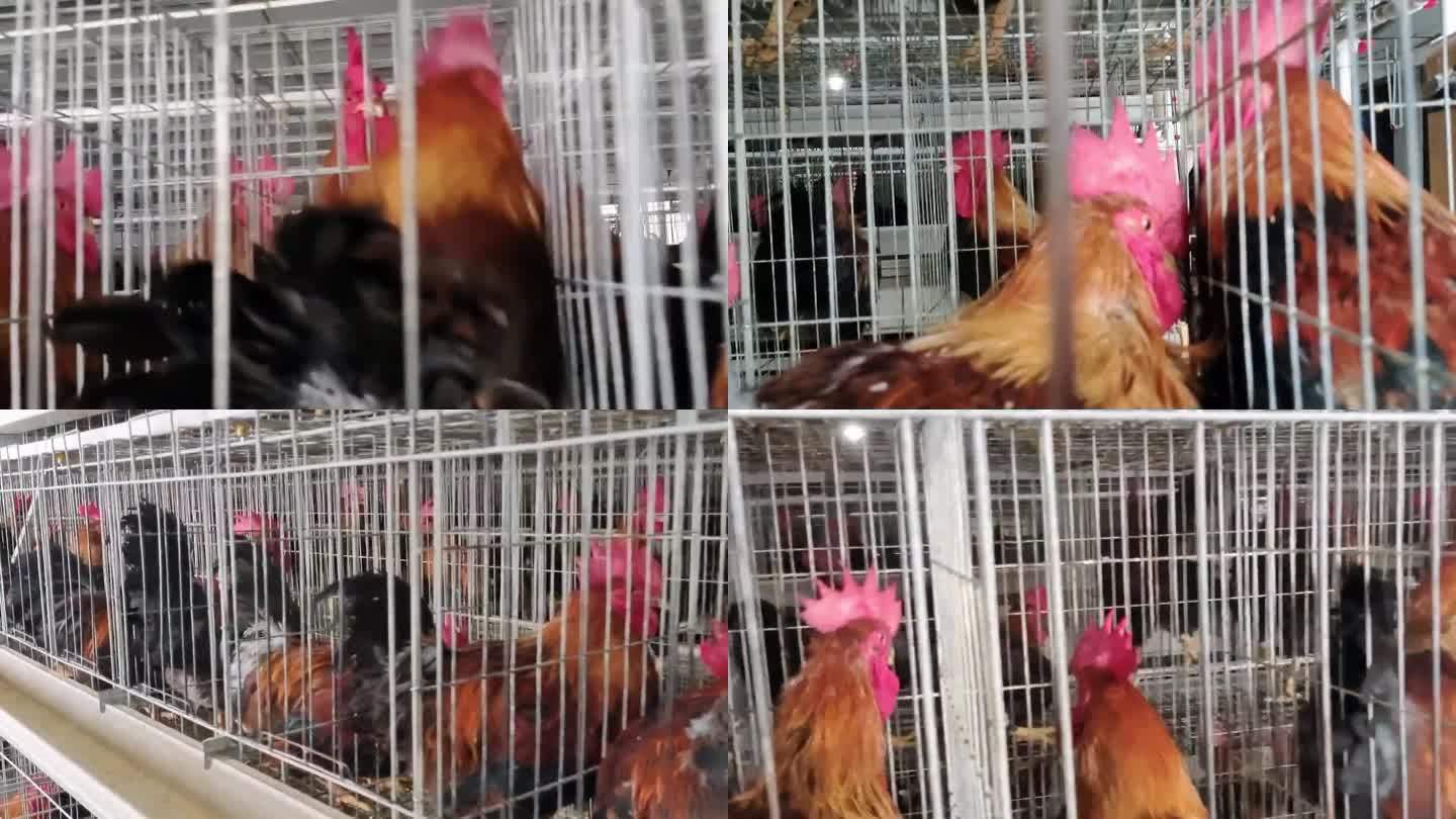 公鸡养殖场实拍公鸡养殖场雄鸡叫雄鸡雄激素