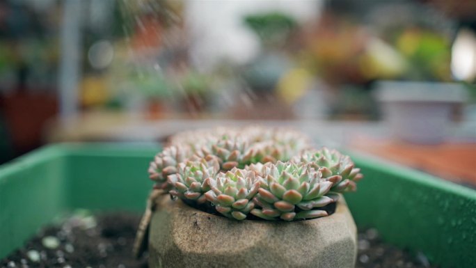 浇灌多汁植物多肉浇花