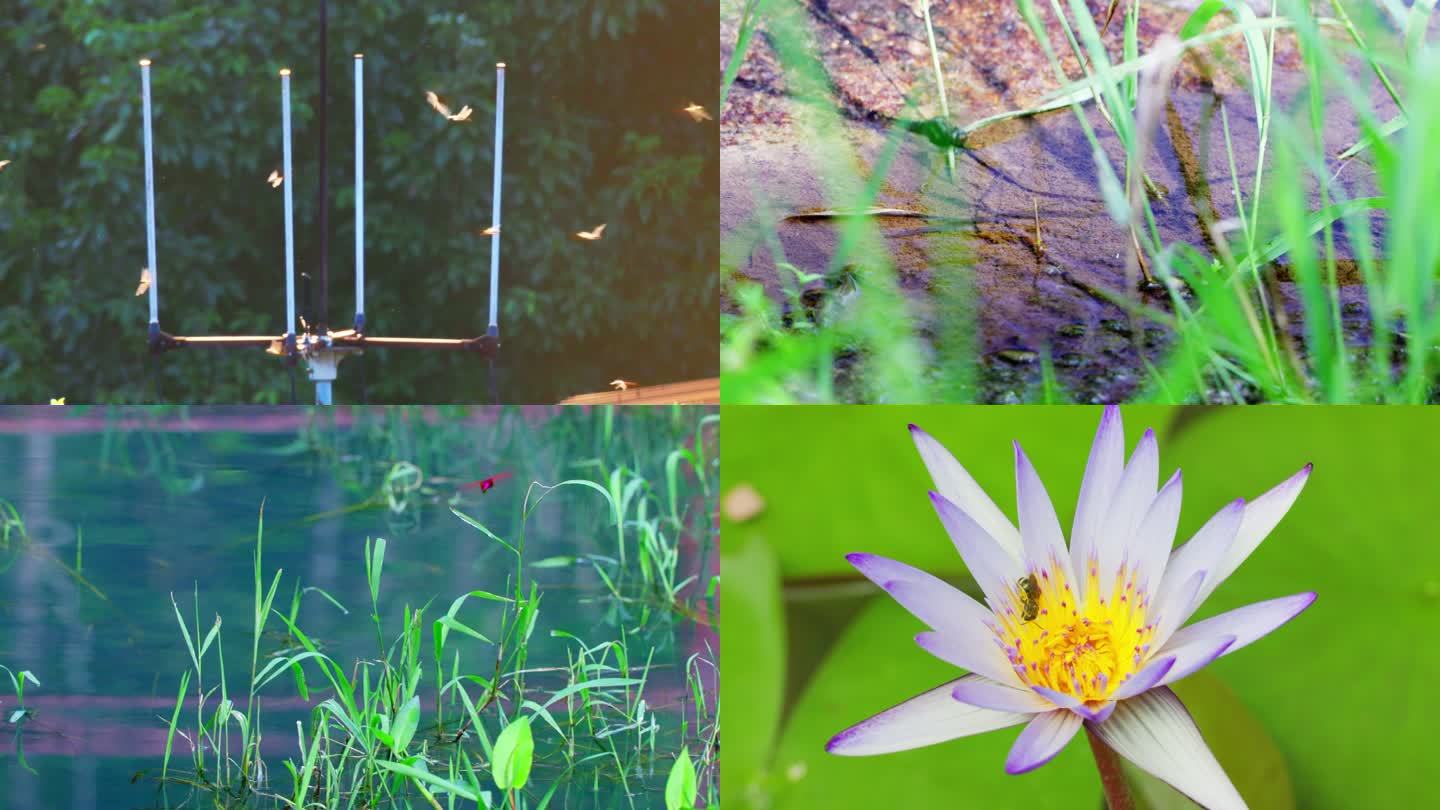 城市湿地公园里蜻蜓正在点水