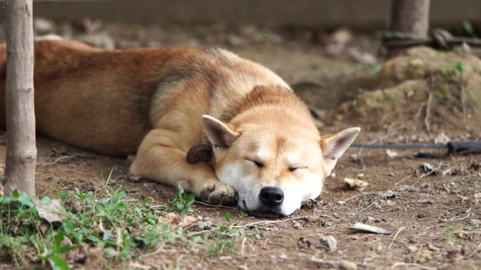 趴在地上的柴犬