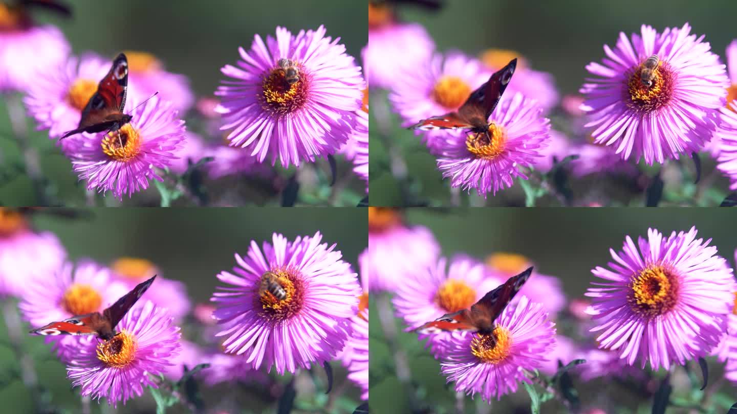 蝴蝶在花丛中飞来飞去，收集花粉。DoF、宏、特写