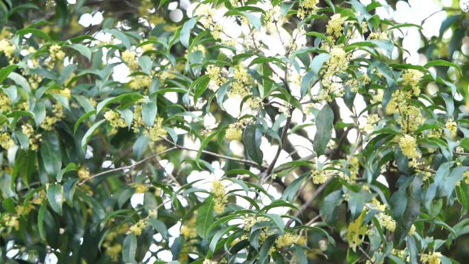 风吹树叶 桂花树