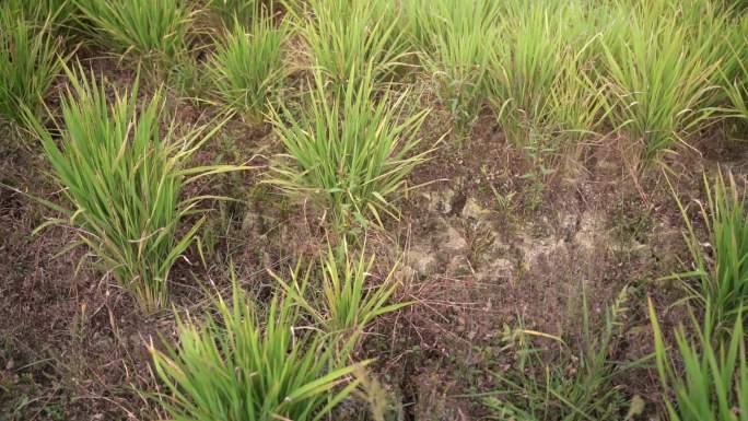 干旱的水稻农田
