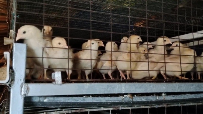 养殖场孵化小鸡小黄鸡温室鸡场养殖鸡场鸡花
