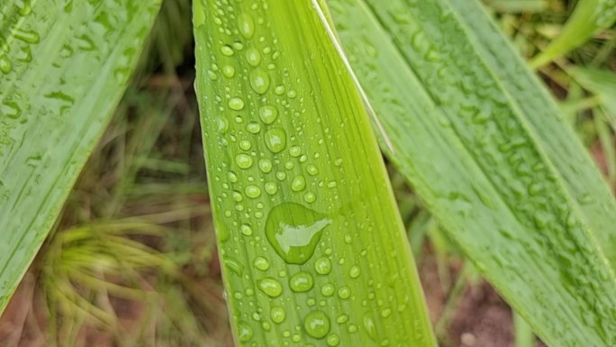 叶子上的水珠水滴