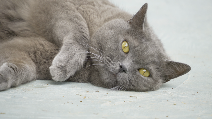 猫宠物猫蓝猫可爱猫咪特写可爱猫咪英短蓝猫