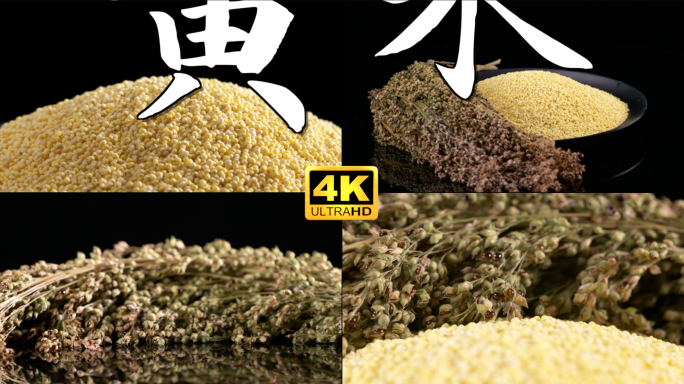 大黄米 黍米 黏米