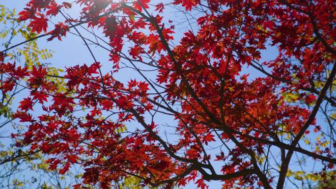 4k红色枫叶枫树逆光透过树林红叶梦幻特写