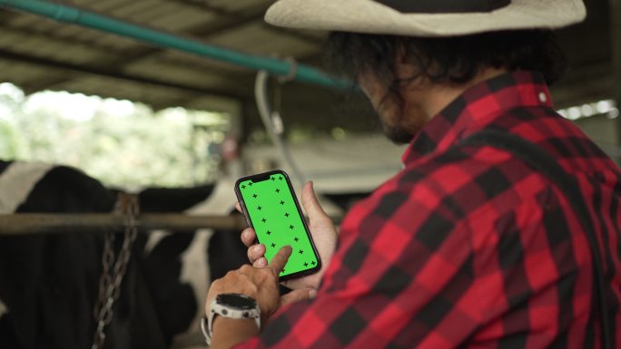男性农民在绿色屏幕上使用智能手机检查他的牲畜和奶牛场的牛奶质量