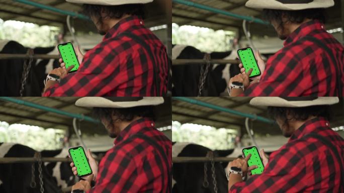 男性农民在绿色屏幕上使用智能手机检查他的牲畜和奶牛场的牛奶质量