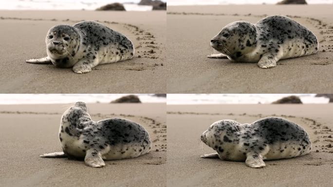 海滩上的小海豹人与自然动物珍惜保护