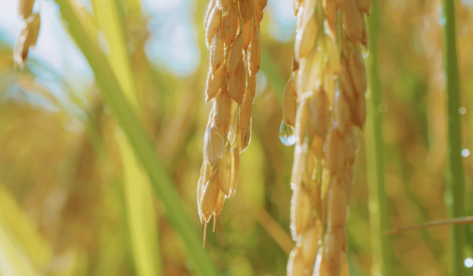 杂交水稻种植稻田农民丰收优质水稻
