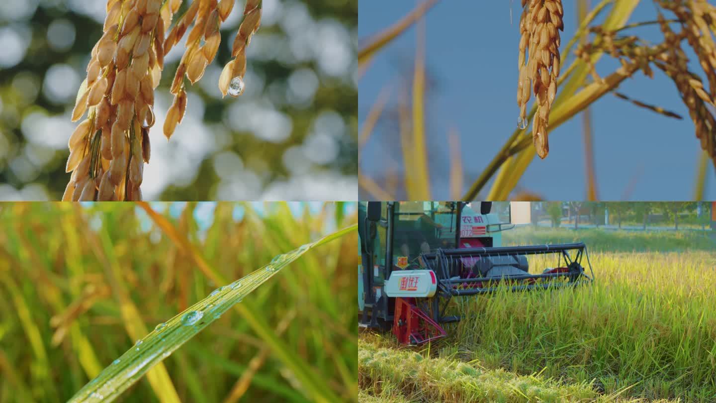 杂交水稻种植稻田农民丰收优质水稻