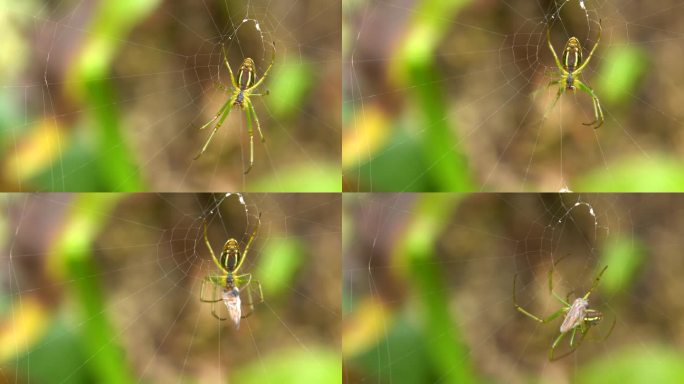 蜘蛛捕食蜘蛛网微距昆虫捕食