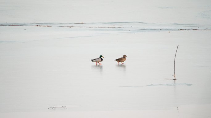一对鸭子夫妇--行走在冰面上