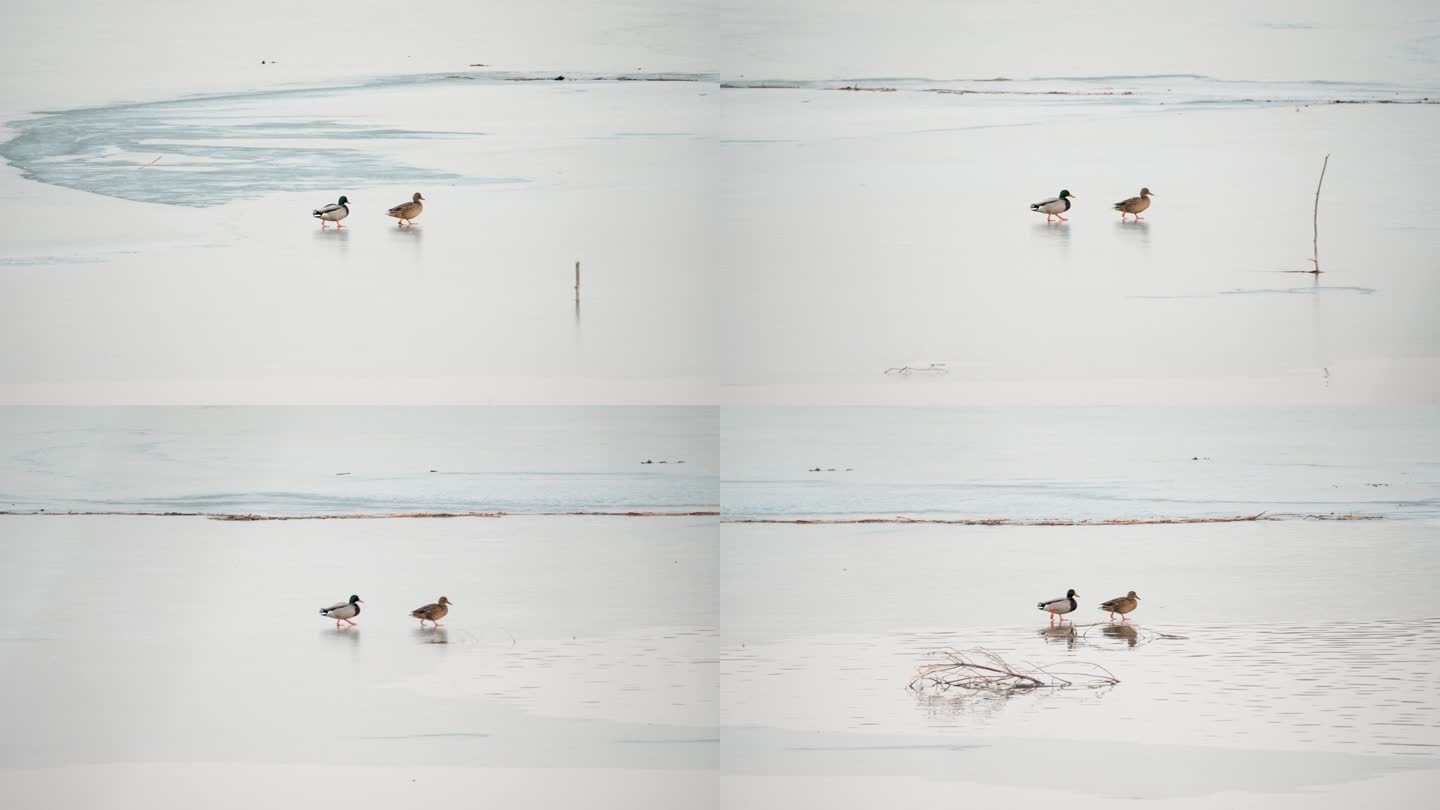 一对鸭子夫妇--行走在冰面上