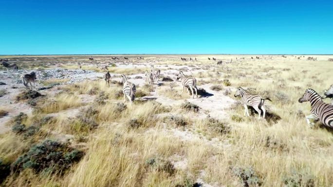 HELI斑马在非洲大草原奔跑