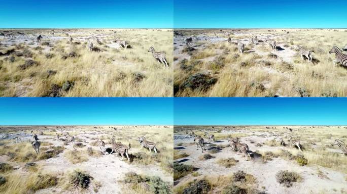 HELI斑马在非洲大草原奔跑