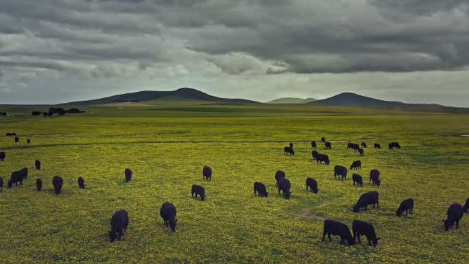 南非草原上自由公牛的鸟瞰图
