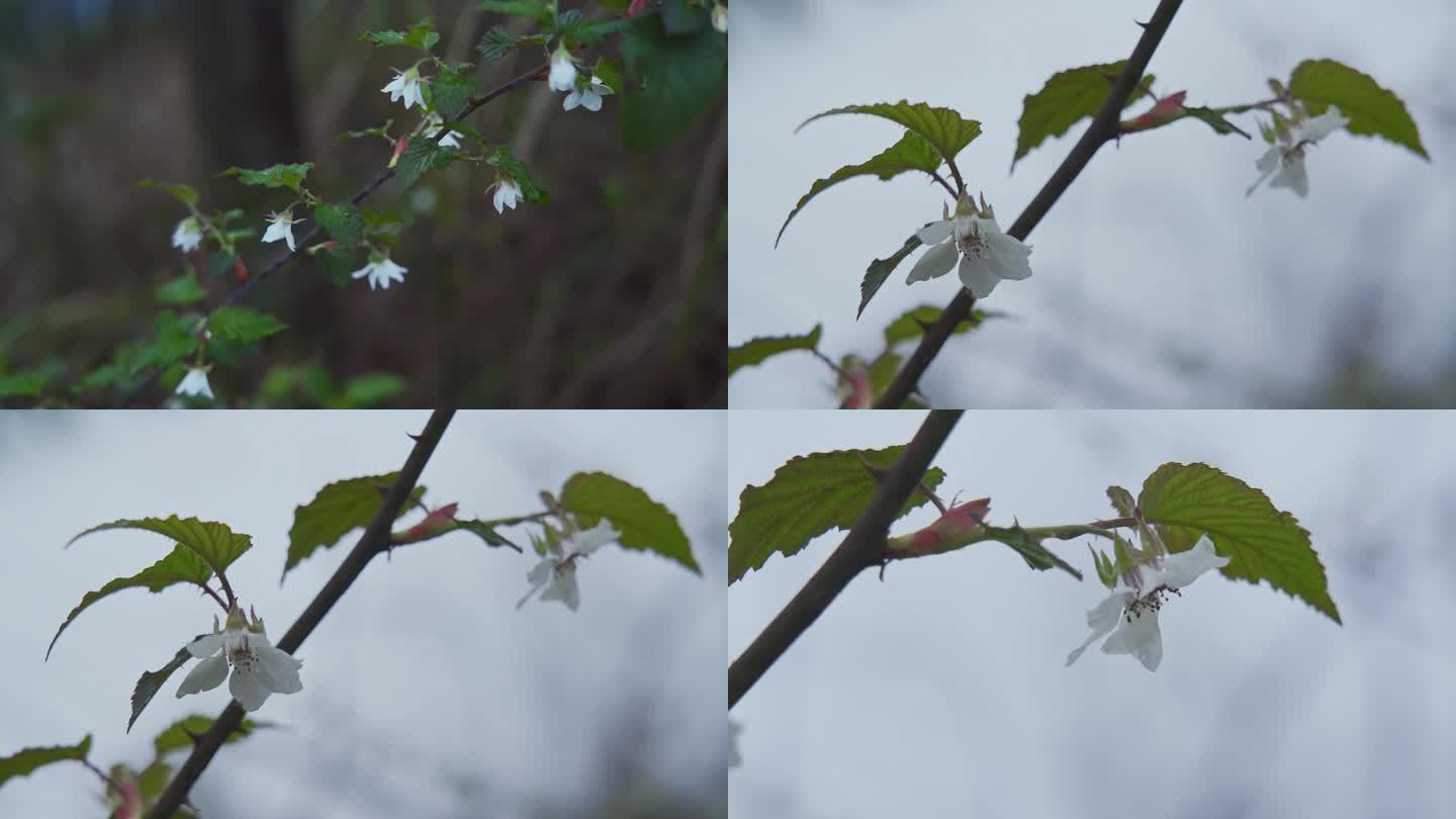 春天雨后的覆盆子花