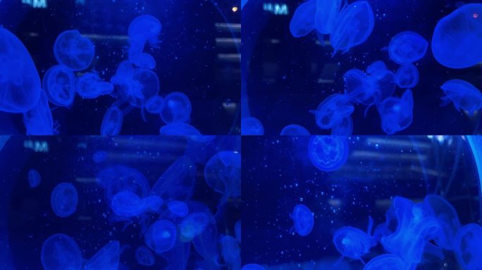 水母跳舞 海底水世界 唯美 水母群