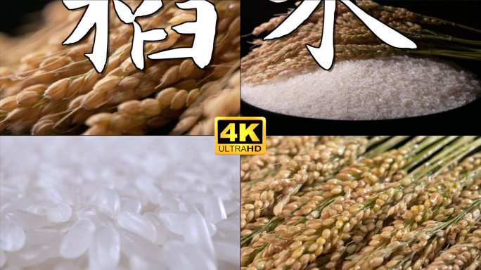 大米水稻 稻子稻穗