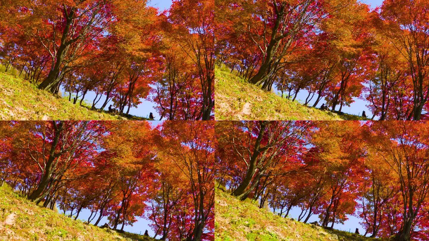 4k红色枫叶枫树逆光透过树林红叶梦幻特写