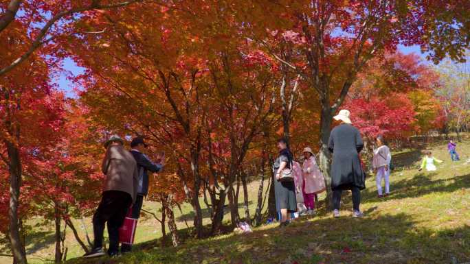 4k游客旅游旅行快乐公园红色枫叶枫树