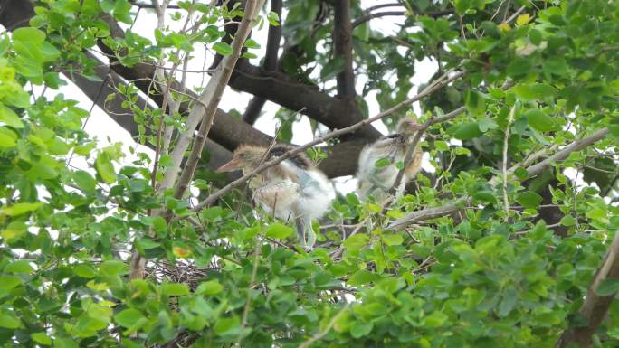 树梢鸟巢中的小白鹭。