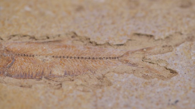 鱼类化石考古化石鱼类
