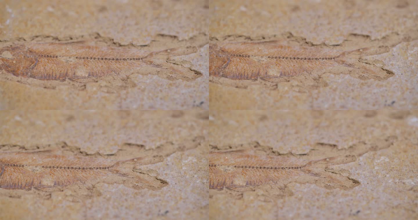 鱼类化石考古化石鱼类
