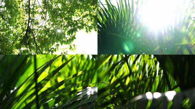 4k逆光小清新树林树叶逆光植物阳光意境