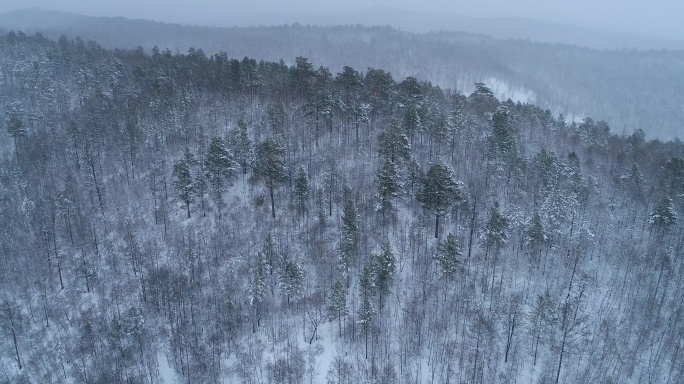 航拍大兴安岭春季降雪山林雾凇