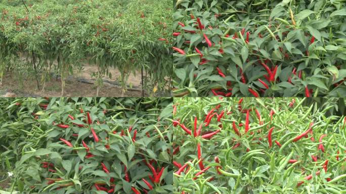 红辣椒 种植