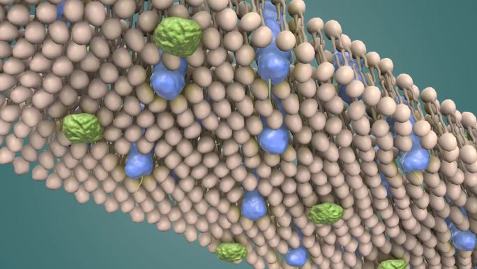动物细胞 植物细胞 细胞微观结构动画展示