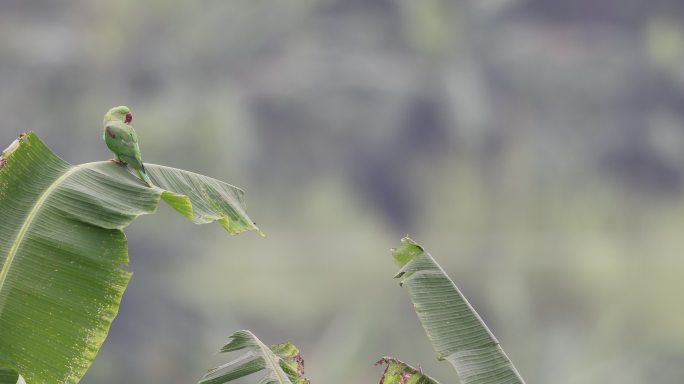 野生亚历山大鹦鹉在芭蕉叶上
