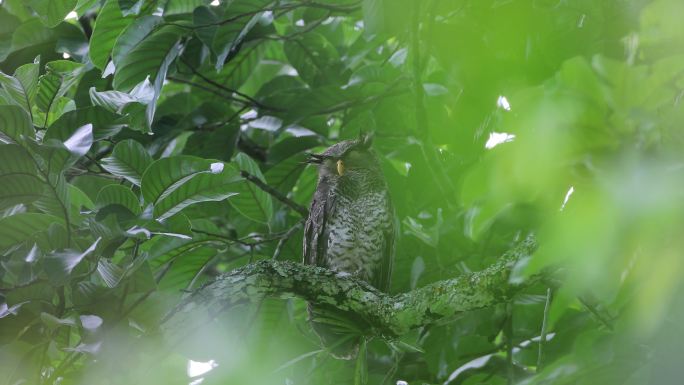 夜行鸟：成年雌性斑腹鹰猫头鹰（Bubo nipalensis），也称森林鹰猫头鸟。