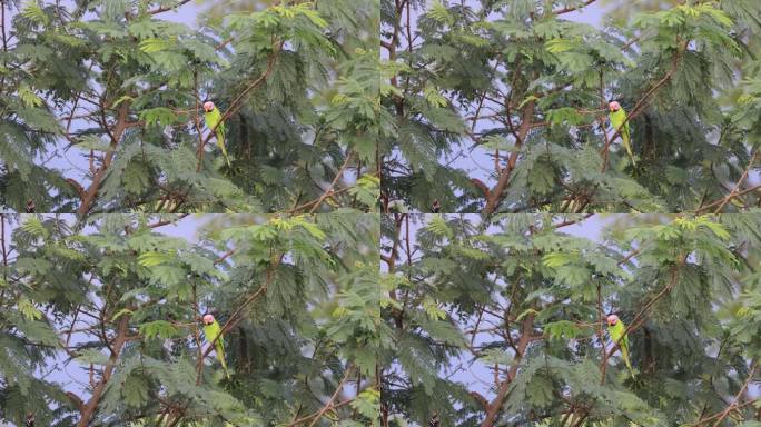 野生花头鹦鹉在树上休息