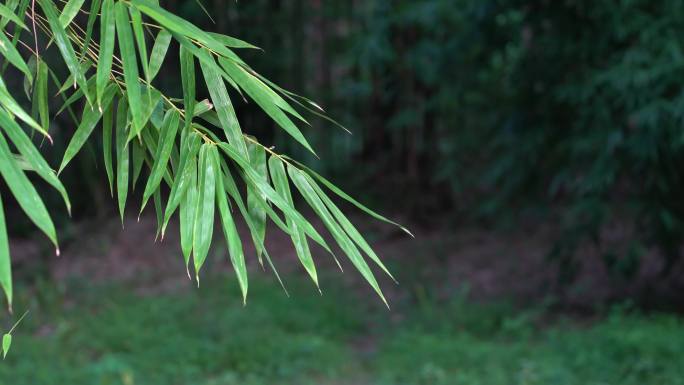 植物枝条在湖边随微风摆动视频素材