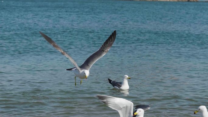 大海中飞翔的海鸥