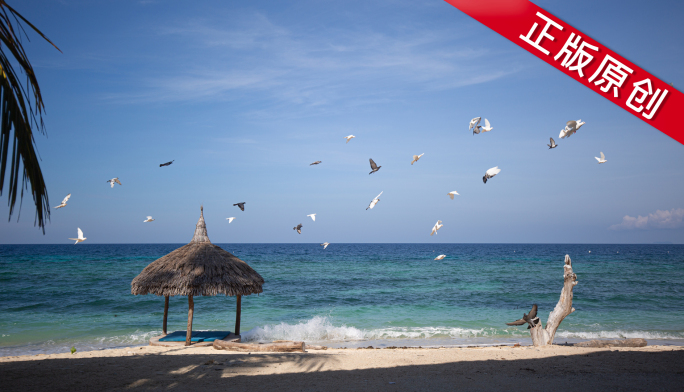 菲律宾锡基霍尔岛的沙滩上一群白鸽飞过