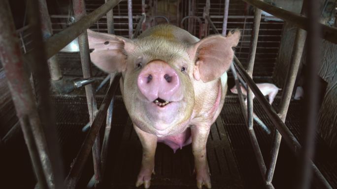 4k镜头特写工厂养猪场中一头猪呼吸的面部和鼻子，牲畜和家畜概念