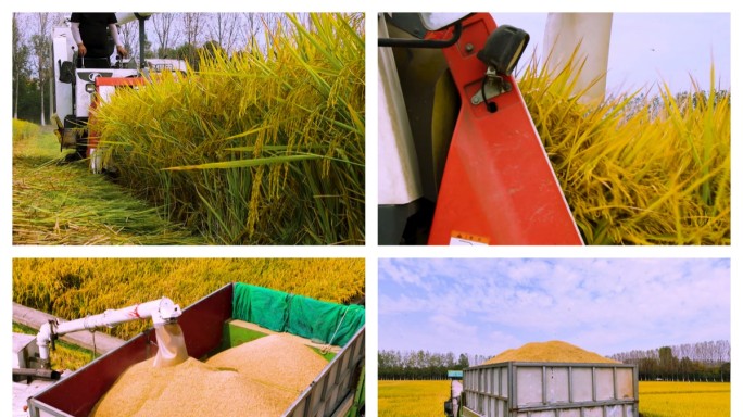 江南鱼米之乡晚稻秋收场景航拍