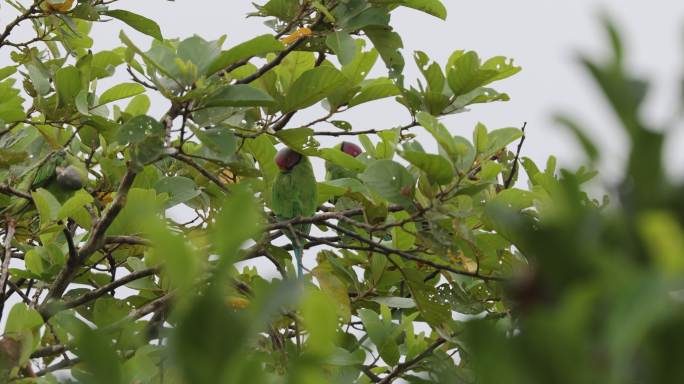 极其罕见的野生花头鹦鹉梳理羽毛