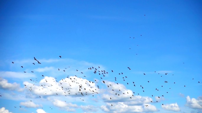 SLO MO-云景飞翔的大群鸟