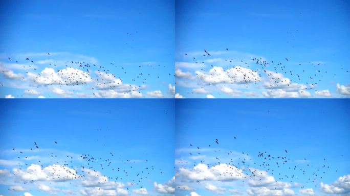 SLO MO-云景飞翔的大群鸟