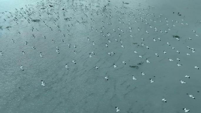 候鸟飞越湖面的慢动作视频